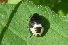 Tritomegas sexmaculatus