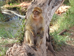 Macaca sylvanus