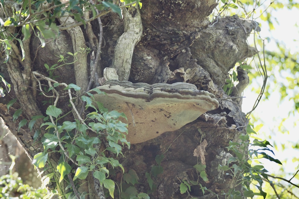 Ganoderma applanatum · October 2022 · photo: © re_nebel (iNaturalist, cc-by)