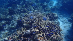 Acropora cervicornis