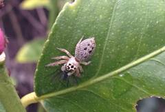 Opisthoncus polyphemus