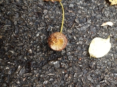 Platanus occidentalis