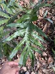 Phlebodium aureum