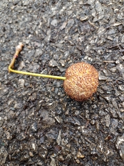 Platanus occidentalis