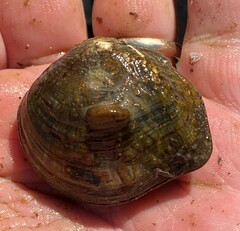 Obliquaria reflexa