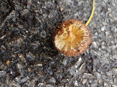 Platanus occidentalis