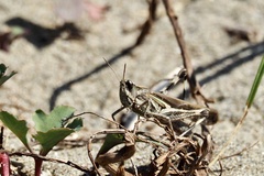 Aiolopus thalassinus tamulus