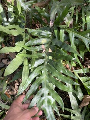 Phlebodium aureum