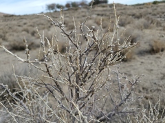Grayia spinosa