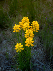 Ceratandra grandiflora