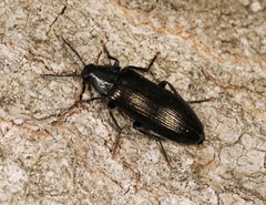 Melandrya caraboides