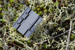 Cladonia uncialis