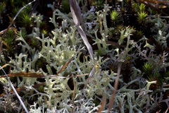 Cladonia uncialis