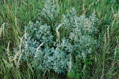 Marrubium peregrinum