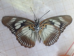 Pseudacraea lucretia