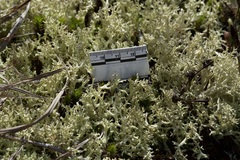 Cladonia uncialis