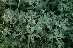 Marrubium peregrinum