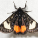 Grapevine Epimenis Moth - Photo (c) Steve Pelikan, some rights reserved (CC BY-NC), uploaded by Steve Pelikan