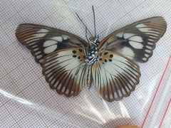 Pseudacraea lucretia