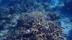 Acropora cervicornis
