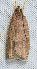 Psilocorsis quercicella