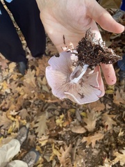 Clitocybaceae