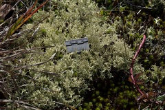Cladonia uncialis