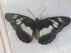 Pseudacraea lucretia