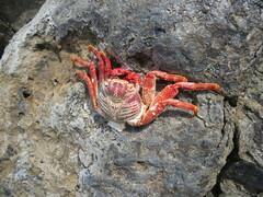 Grapsus adscensionis