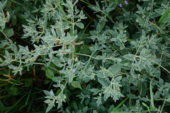 Marrubium peregrinum