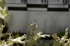 Cladonia uncialis