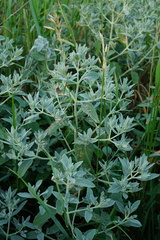 Marrubium peregrinum