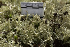 Cladonia uncialis