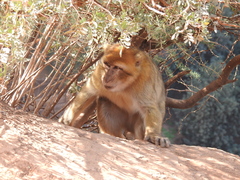 Macaca sylvanus