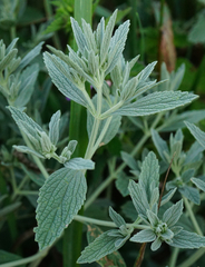 Marrubium peregrinum