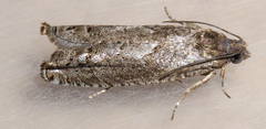 Pseudexentera spoliana