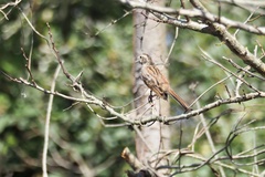 Emberiza cioides