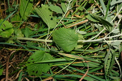 Marrubium peregrinum