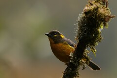 Anisognathus lacrymosus