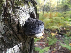 Phellinus tremulae