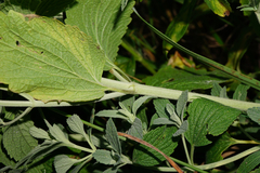 Marrubium peregrinum