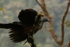 Chamaepetes goudotii