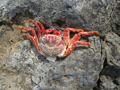 Grapsus adscensionis