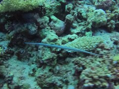 Syngnathoidei