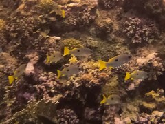 Lutjanus ehrenbergii