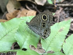 Satyrinae