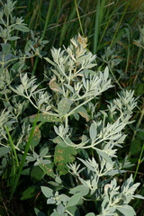 Marrubium peregrinum