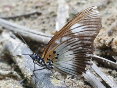 Pseudacraea lucretia