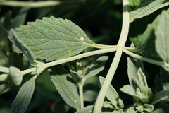 Marrubium peregrinum