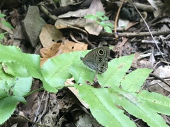 Satyrinae